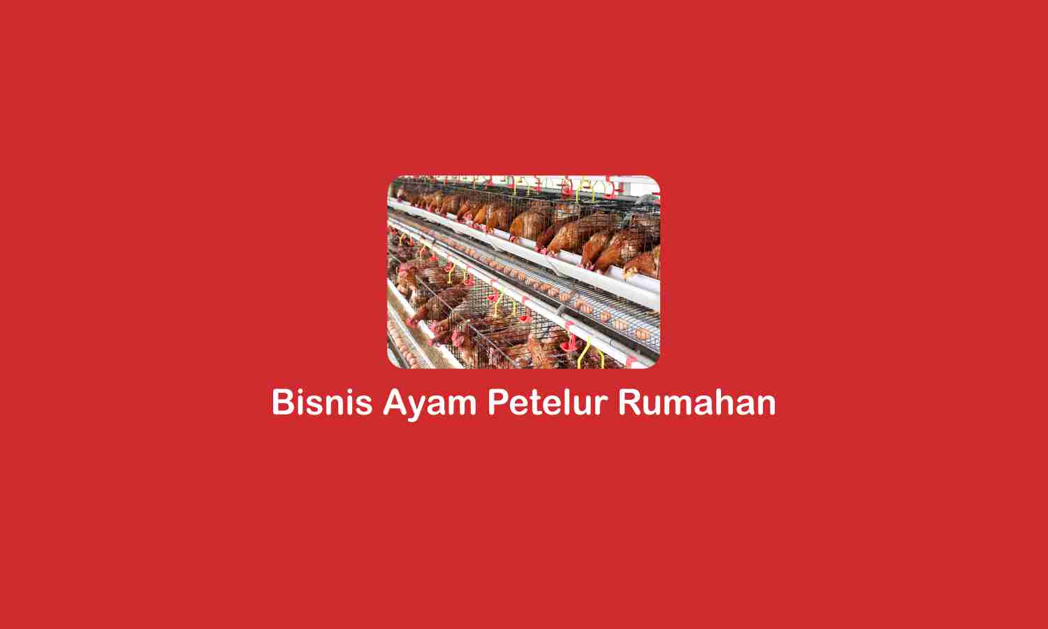 Bisnis Ayam Petelur Rumahan untuk Pemula
