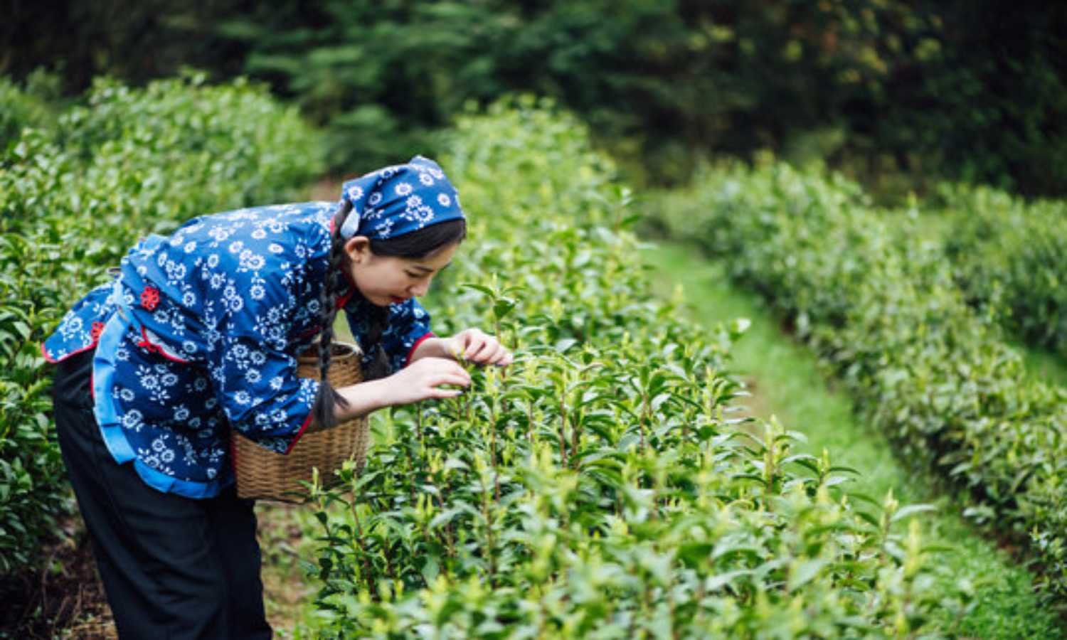 Wisata Alam Kebun Teh Sikatok